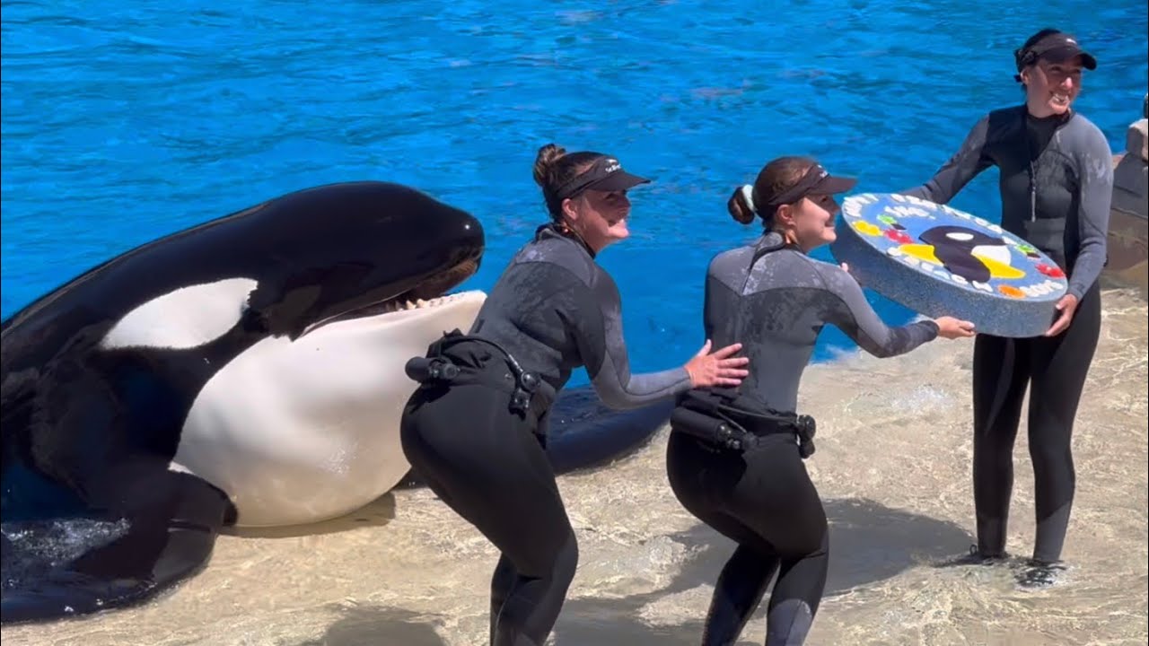 Встреча с косаткой в ​​честь 22-летия Икаики в SeaWorld San Diego 25 августа 2024 г. в 14:00