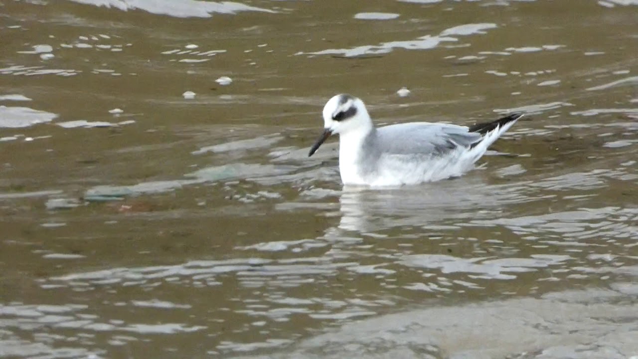 Falaropo picogrueso