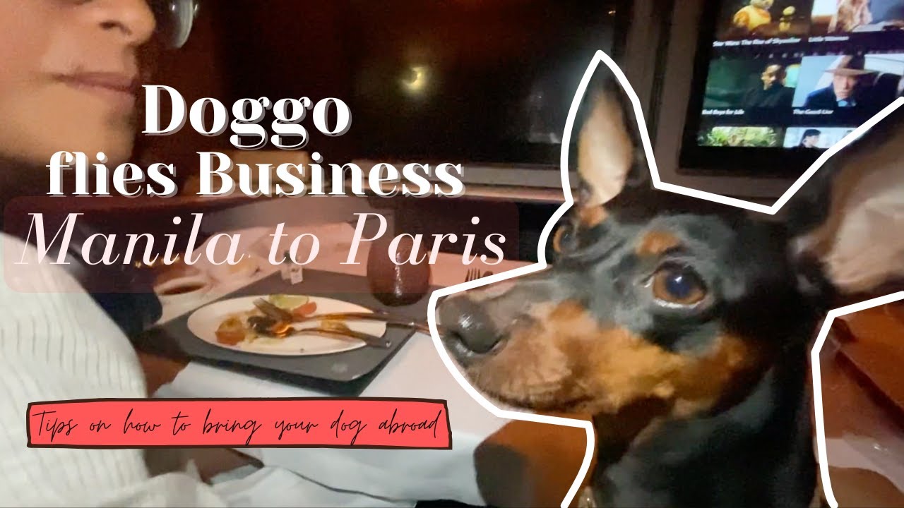 How I travelled with my Dog in the Cabin from Manila to Paris #Dog #BusinessClass