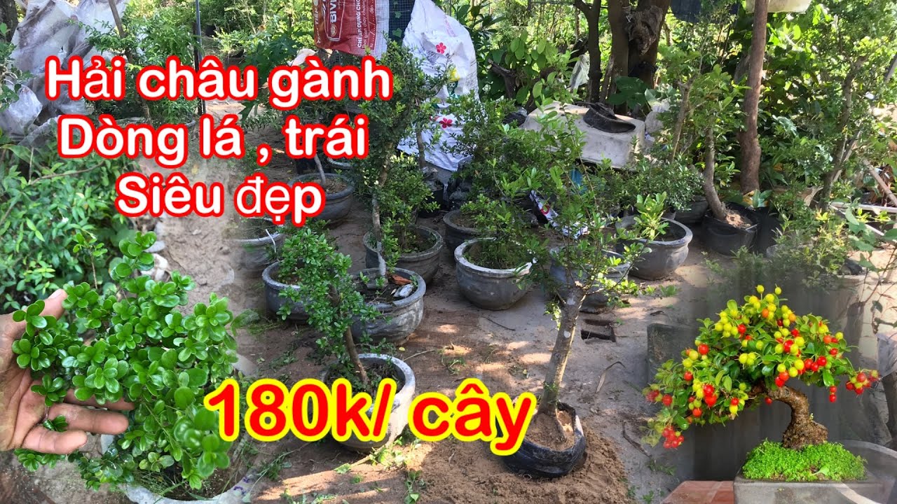 Nate Jackson •0356829573•Lô Hải châu gành lá đẹp giá rẻ chỉ 180-200k #bonsaikhaithac