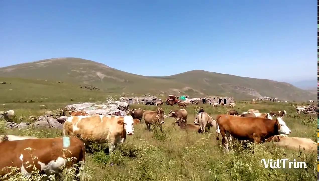 KARS Merkez Çağlayan Köyü YAYLASI