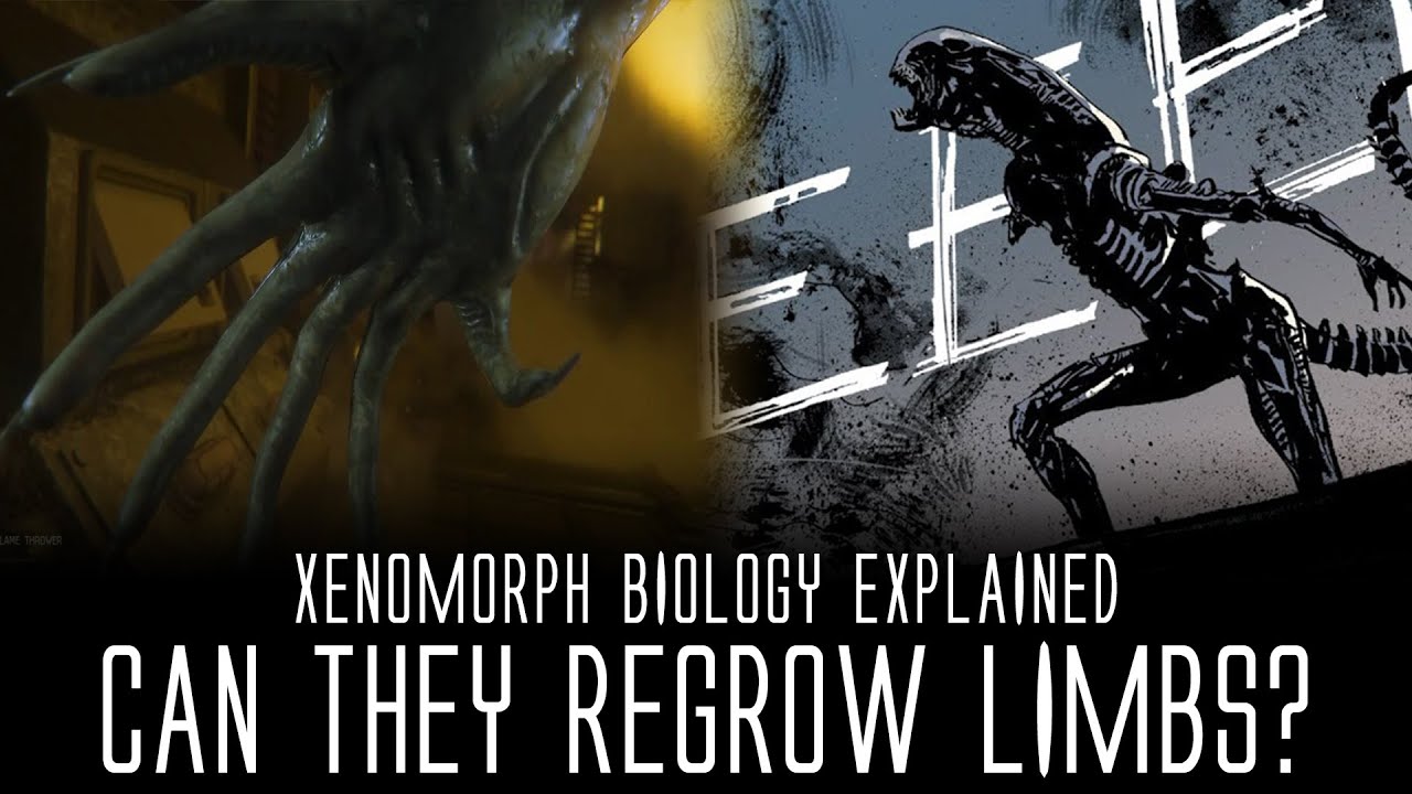 Can Xenomorphs Regenerate (Regrow) Limbs? - Xenomorph Biology Explained