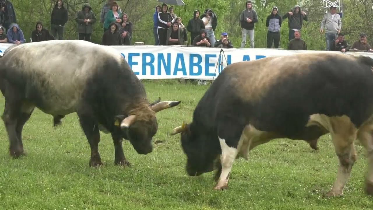 SPANAC ALKAR, DICMO 2025