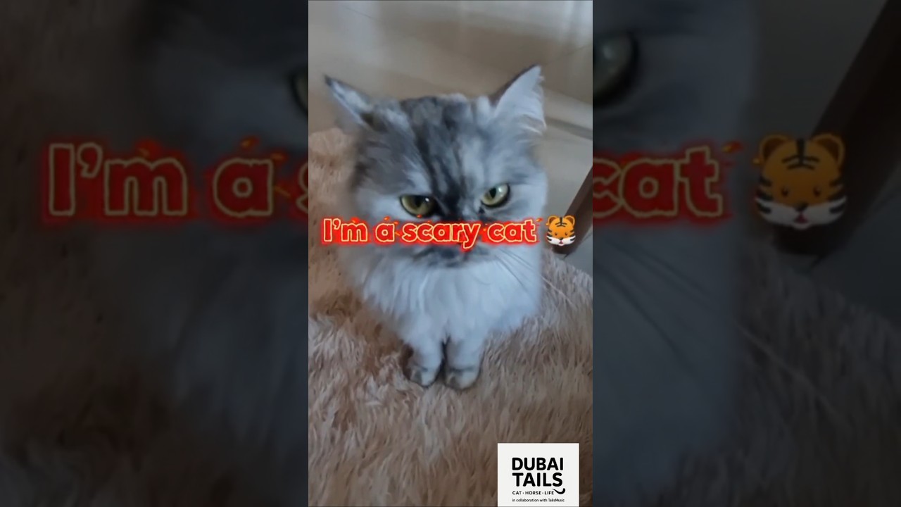 You Think She’s Cute? 😼 Ask Creamy’s Butt. | Choco’s Dangerous Yawn 😹🐾 