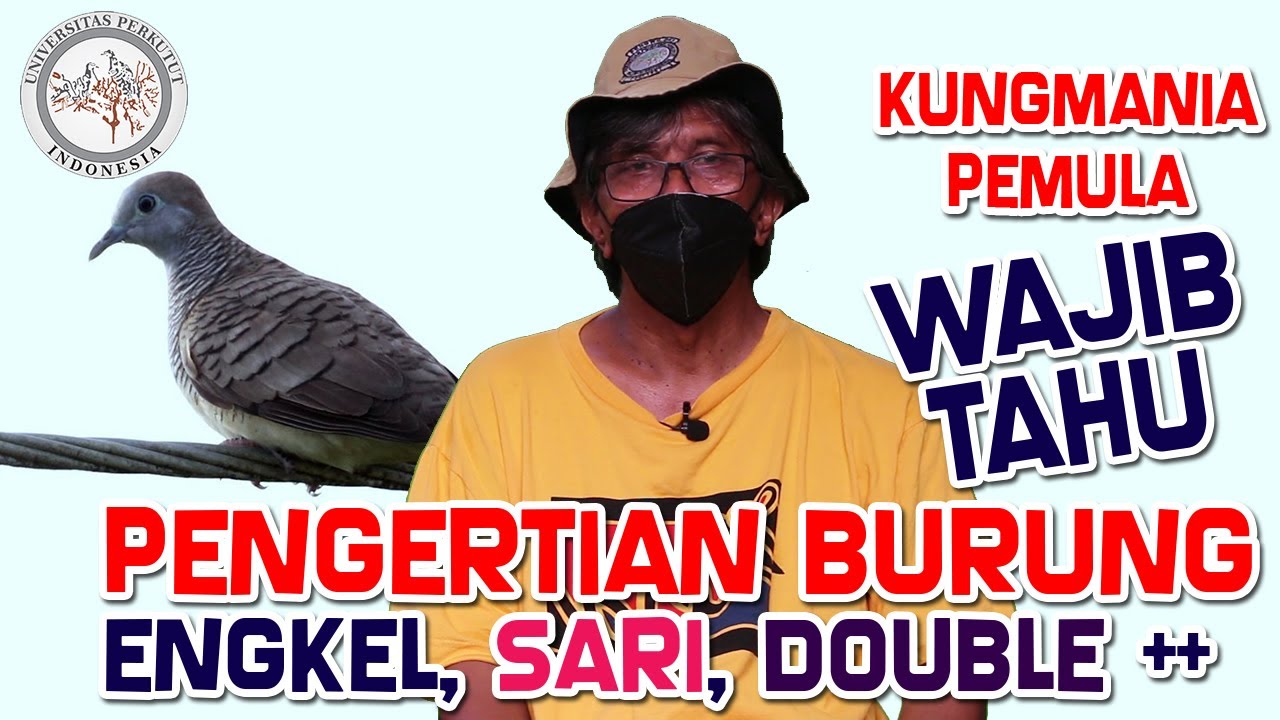 Tipe Suara Burung Perkutut Engkel, Sari, Double & Triple Yang Kungmania Pemula Wajib Tahu