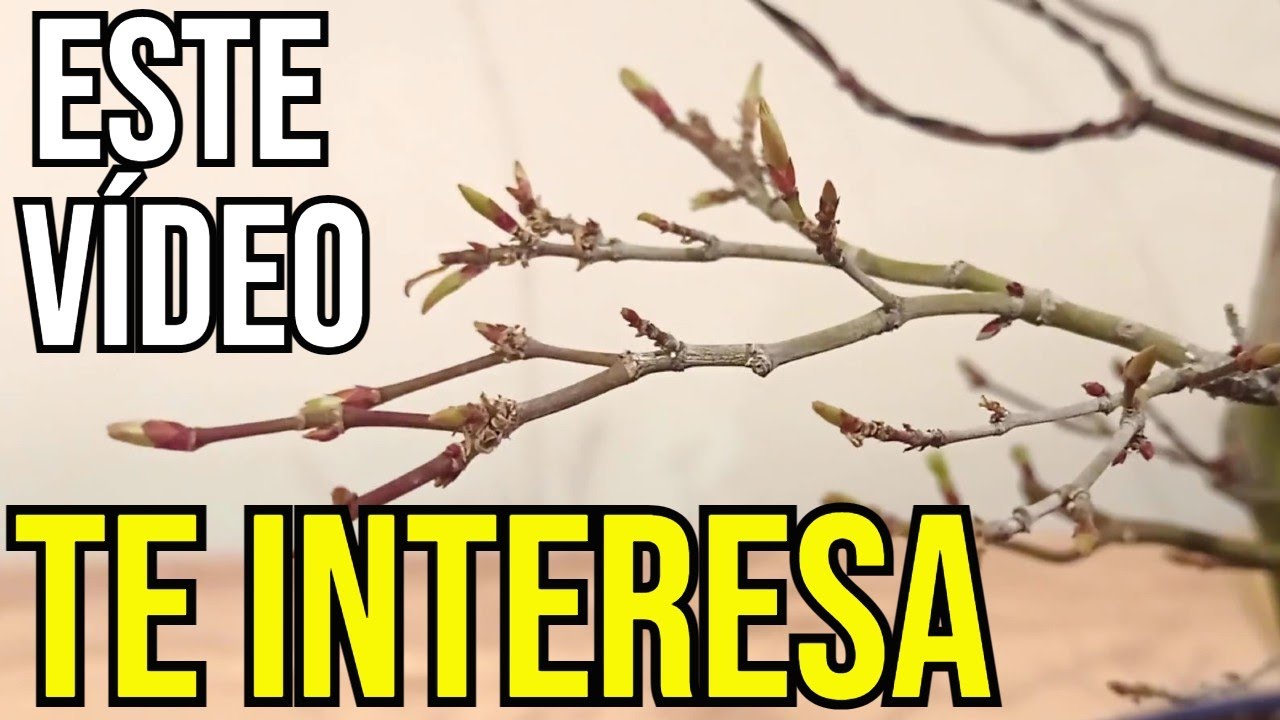 METSUMI EN ACER PALMATUM - PINZADO DE BROTES NUEVOS