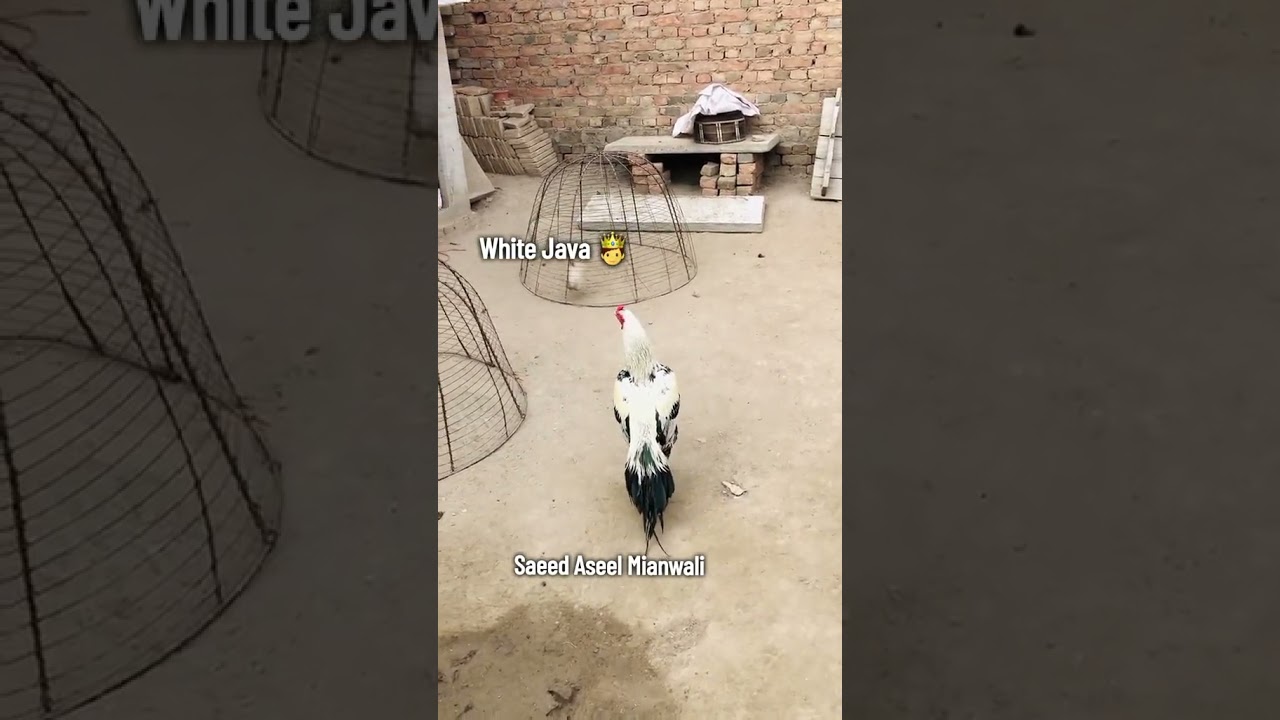 white java Aseel | Mianwali Aseel Rooster By saeed aseel mianwali