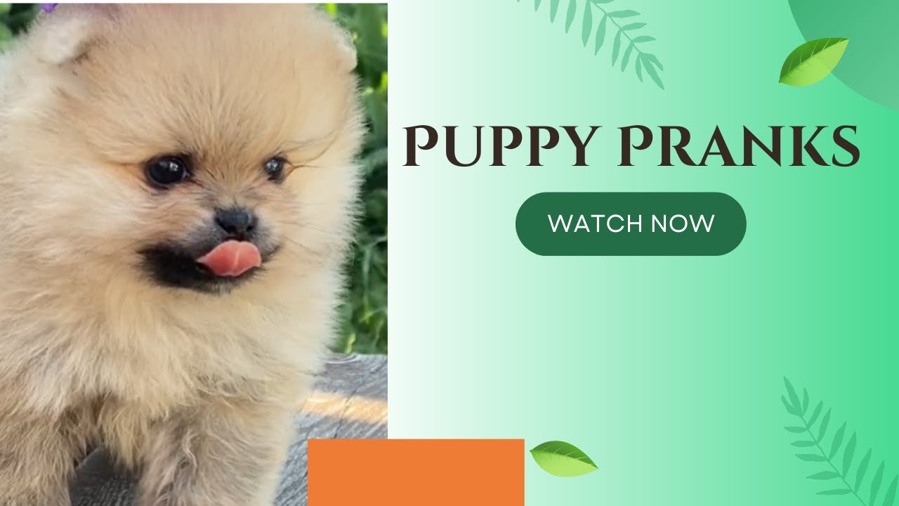 A Pretty Puppy Cute Pranks