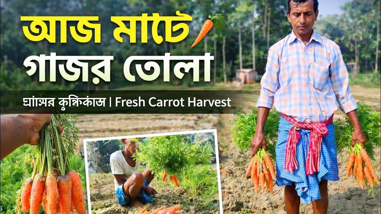 গাজর চাষ । গাজর কি ভাবে চাষ করতে হয় জানুন । কোন মাটিতে গাজর ভালো হয় । কি ভাবে গাজর তুলতে হয় দেখুন