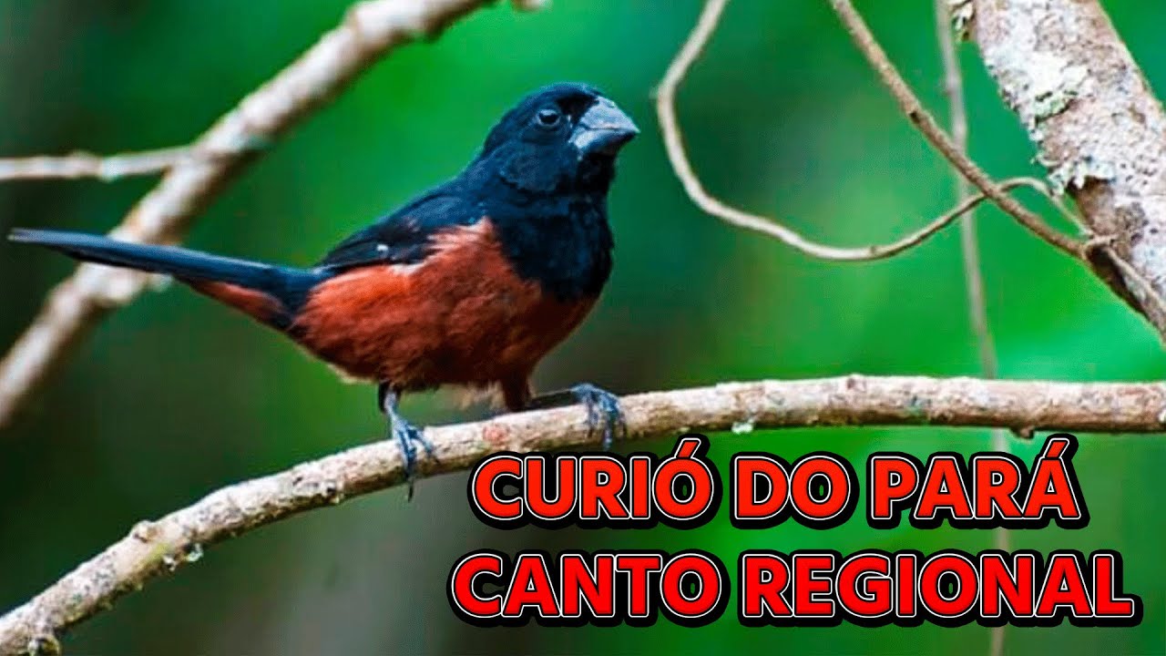 CANTO DO CURIÓ REGIONAL DO PARÁ (CANTORIA BOA)