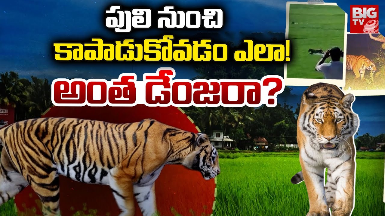 Tiger Tensions in Rajahmundry | East Godavari Tiger Search Operation | Tiger Halchal | BIG TV