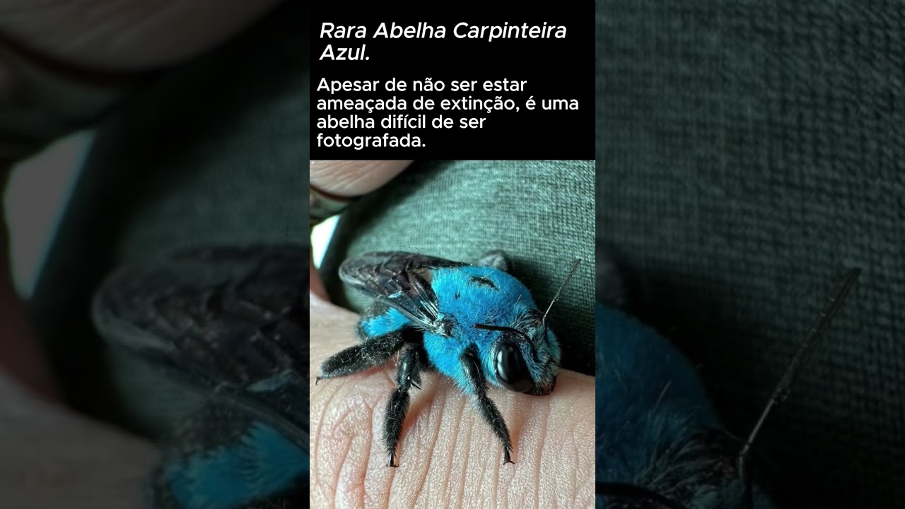Rara Abelha Carpinteira Azul  #curiosidades #natureza