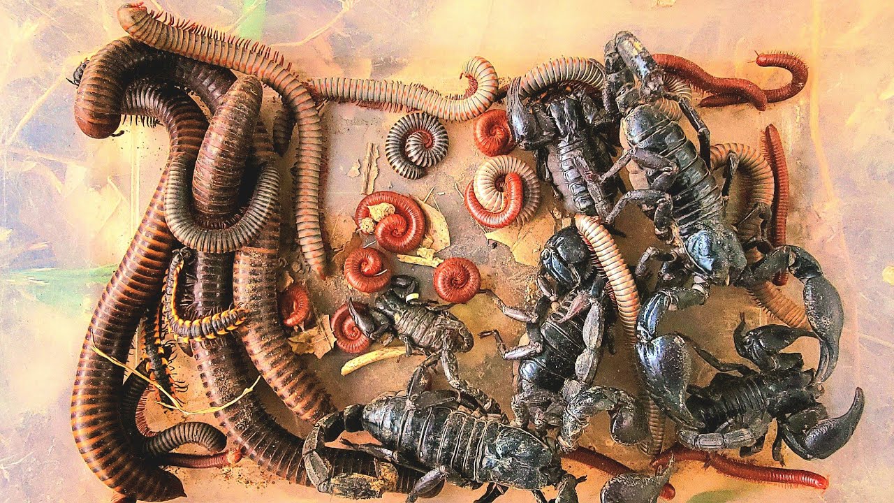 Capture cutest closed ,Up red Millipedes and scorpions 🦂,  Millipedes, white Millipedes,worm ,