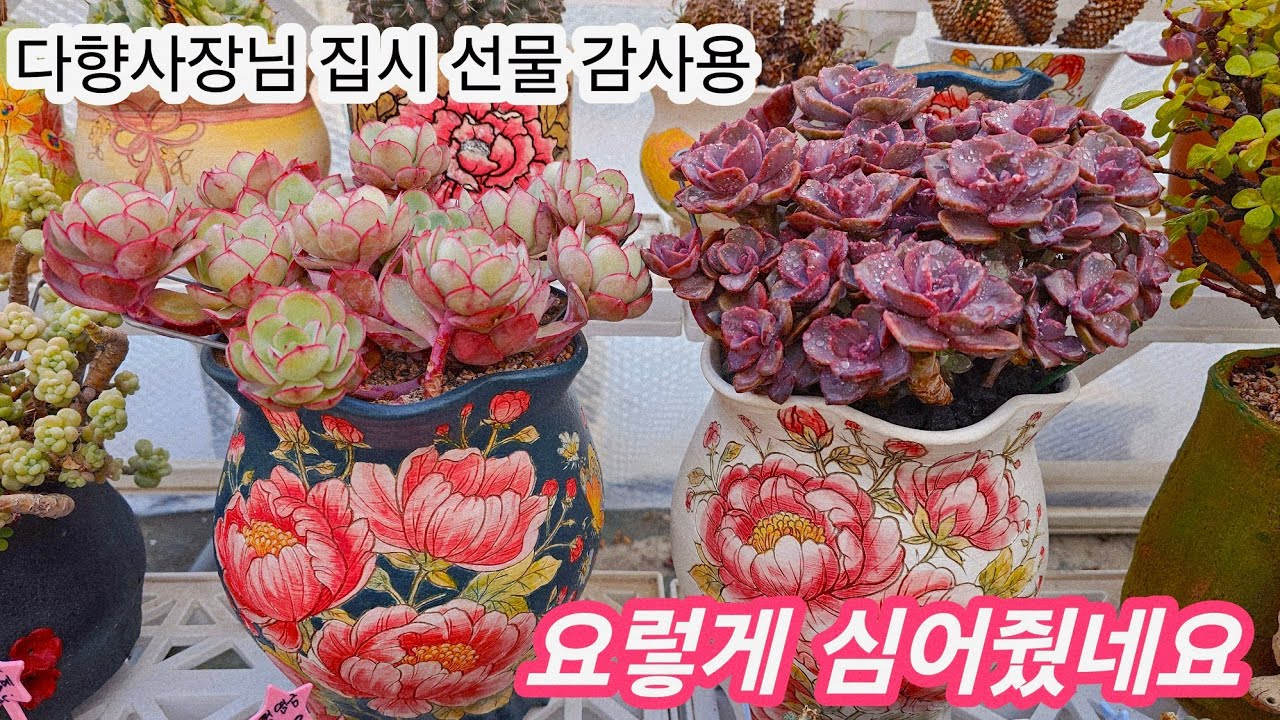 #미미네옥상다육소식💗추위살짝 물러날때 얼른 물스페이해줘서 건조함을 좀 없애주네요#선물집시 멋진분에식재^^ 넘 감사용🌸26.1.24/korean succulents plants 🌸