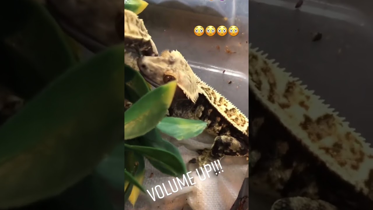 How does a gecko sound when it wants to mate?