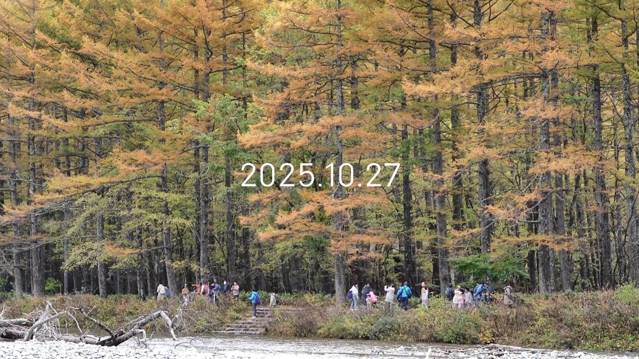 上高地 カラマツ紅葉 見頃 | 悪天候の中散策(2025.10.27) [4K] | 梓川左岸 - 大曲 - 河童橋 - 小梨平 - 右岸