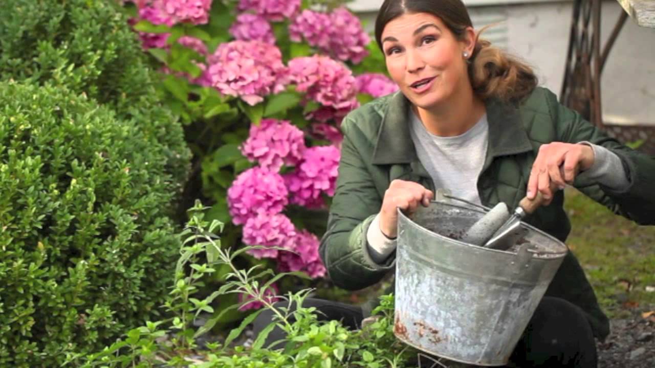 Tulpanlökar , plantera tulpaner , sätta tulpanlökar -så här planterar du vårlökar på bästa sätt!