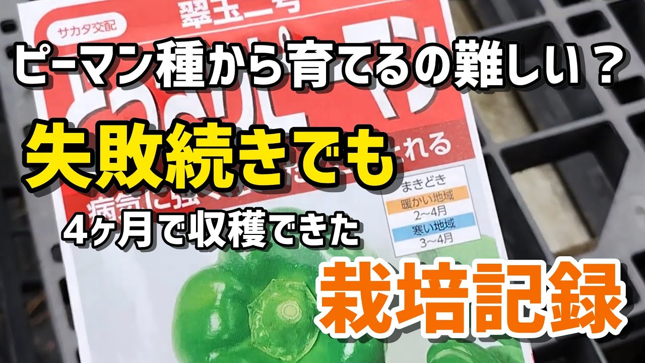もうダメかと思った…！種からのピーマン栽培で奇跡の収穫！【髭サン農家】
