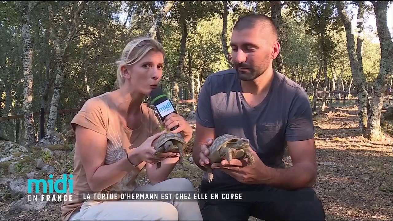 La tortue d'hermann est chez elle en corse