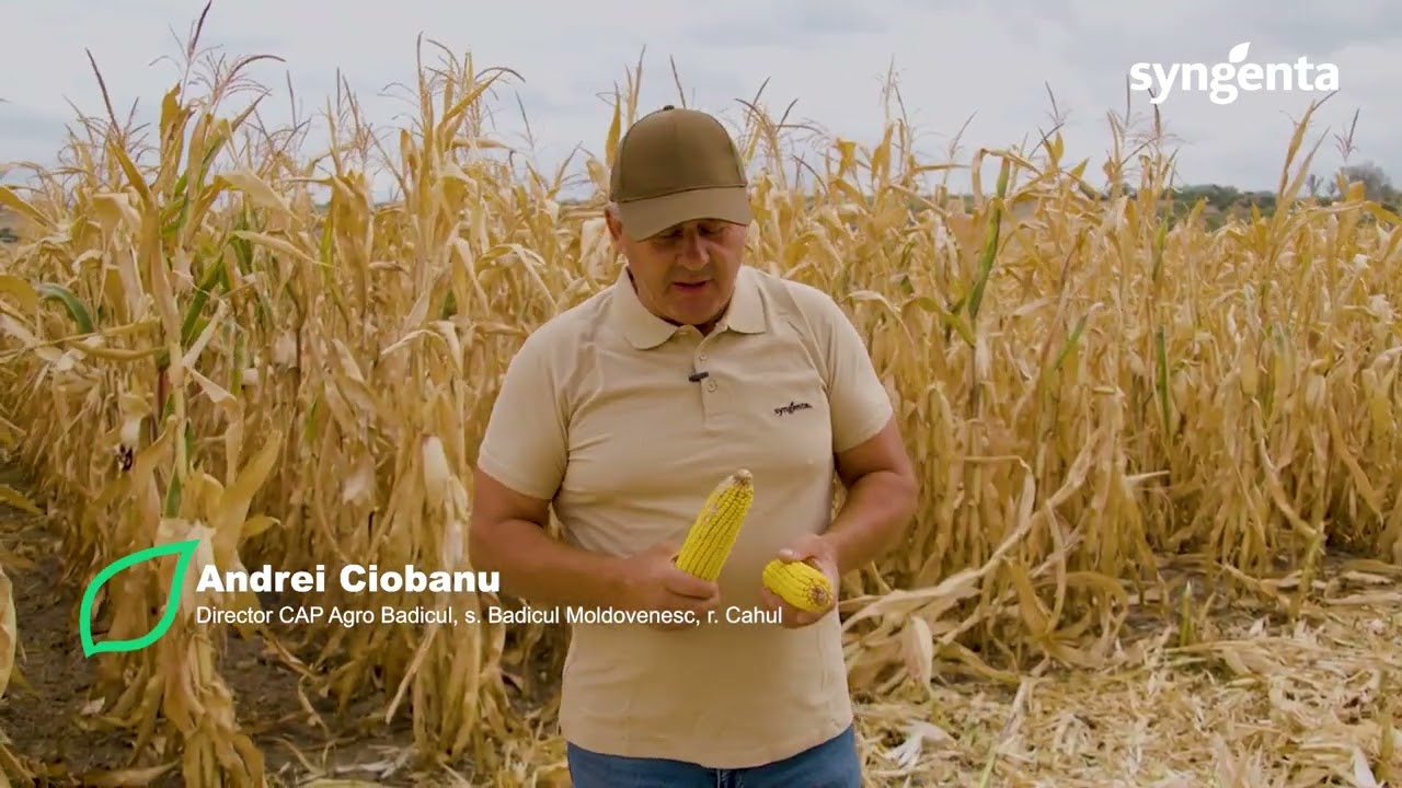 Portofoliul de porumb Syngenta în lotul de la CAP Agro Badicul