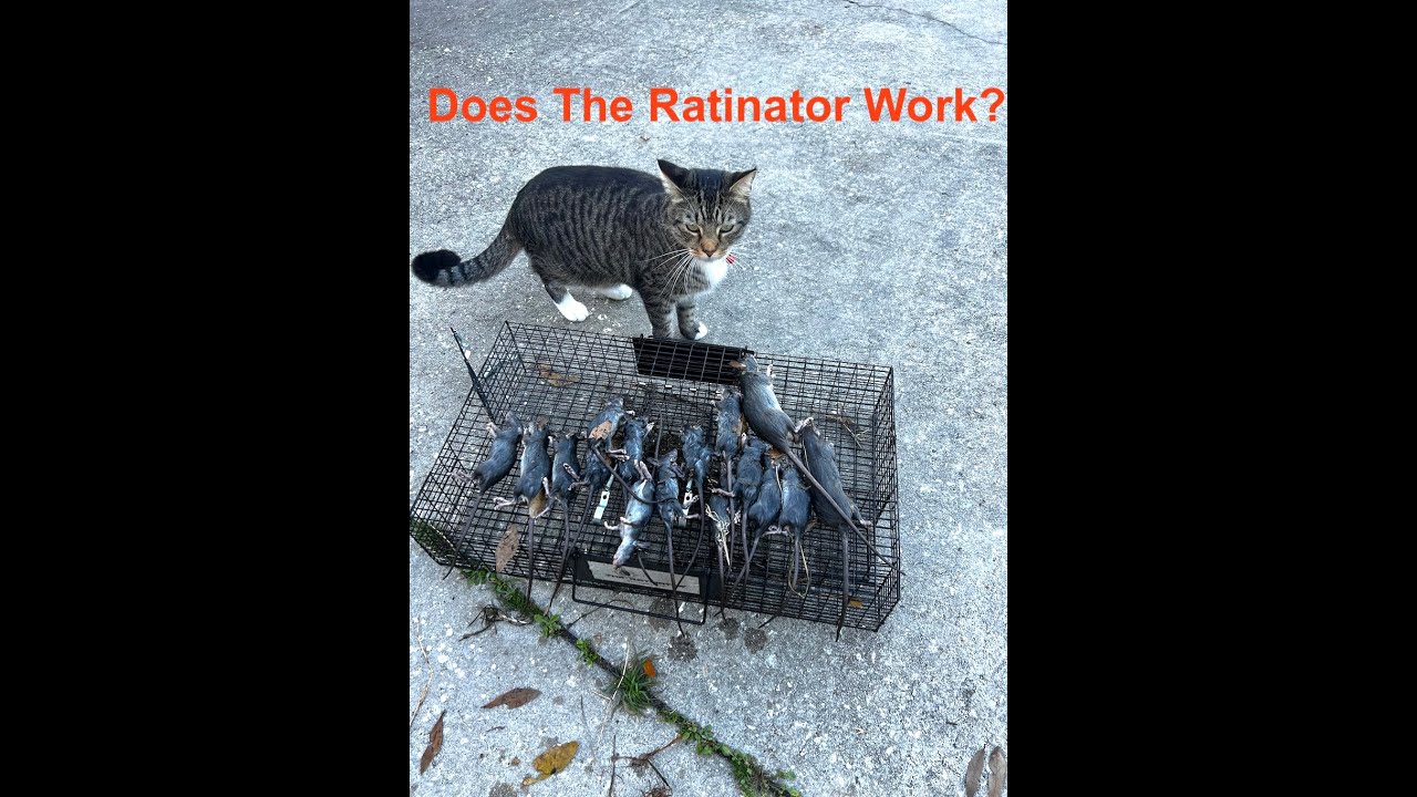 The Ratinator - A Review