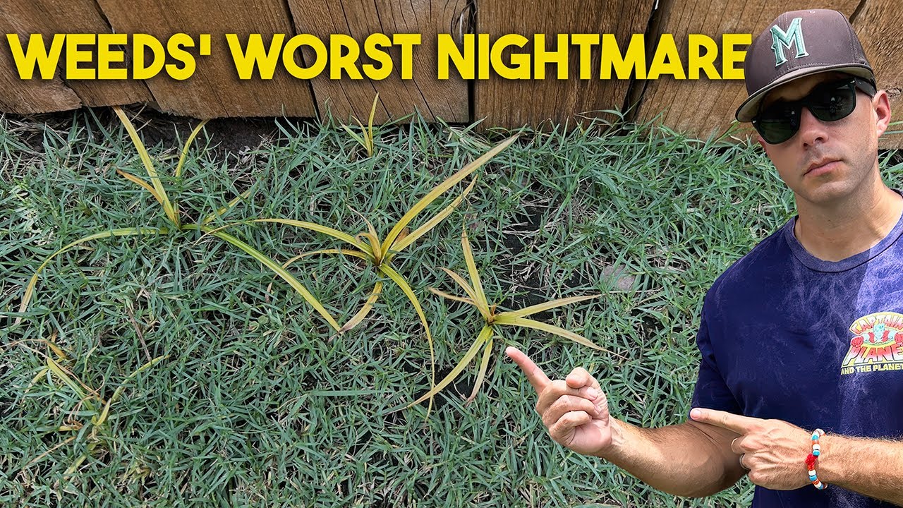 How To Treat Weeds In Your Lawn Without Hurting Your Grass