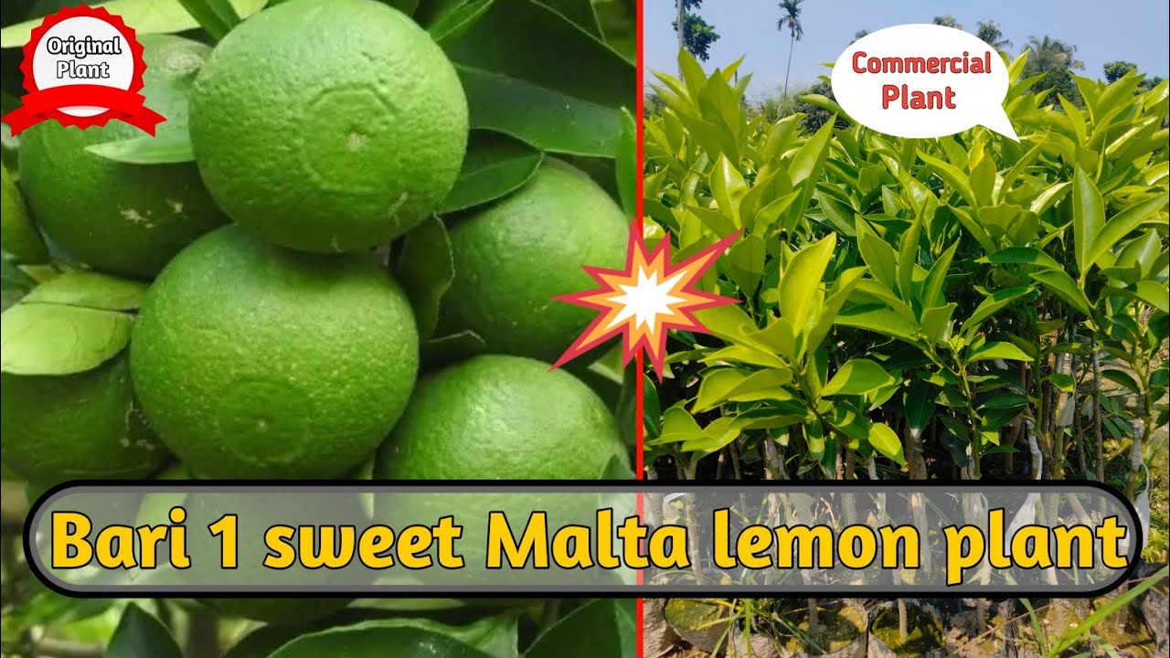 Bari-1 Sweet Malta lemon Farmer full information || किसान मित्र व्यावसायिक रूप से खेती कर सकते हैं.