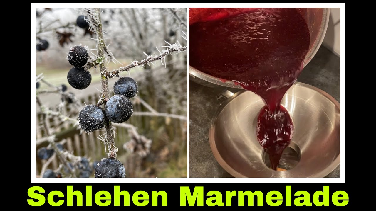 Schlehenmarmeladen Rezept | Marmelade Gelee aus Schlehen | Selbstversorgung: Schlehdorn