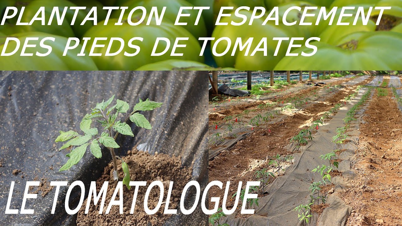 plantation de pieds de tomates