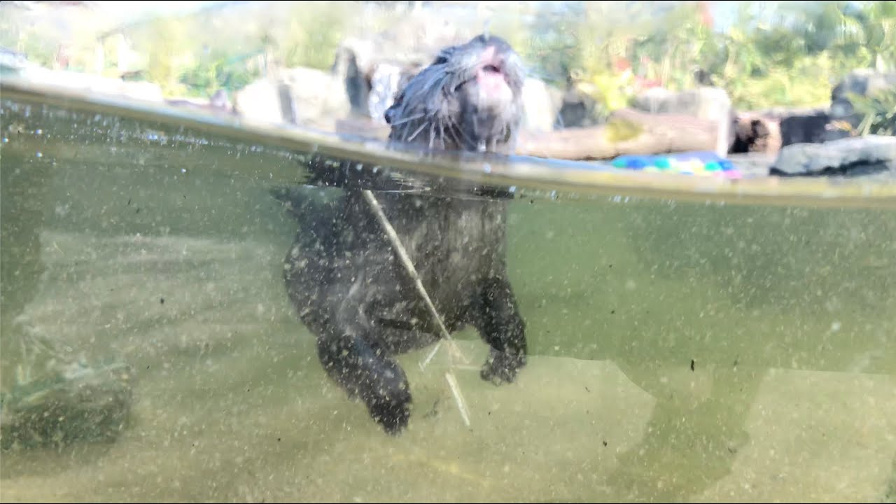 🔴 LIVE at the ZOO: Asian Short-Clawed Otters!