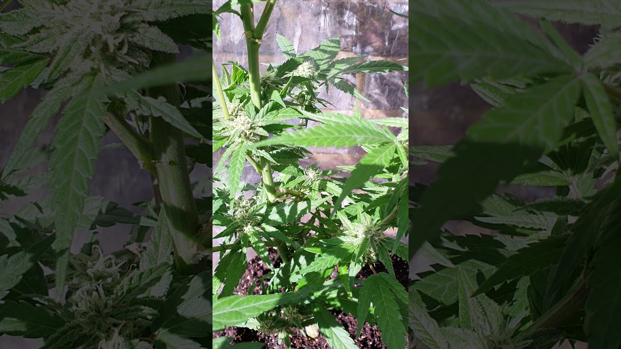 Rsosos outdoor bang bang humbolt seeds clone MANGO SAPPHIRE 🥭