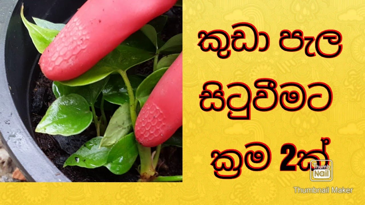 පදුරෙන් වෙන් කරගත් ඇන්තූරියම් කුඩා පැල ක්‍රම දෙකකට සිටවමු |savi plant |anthuriyam