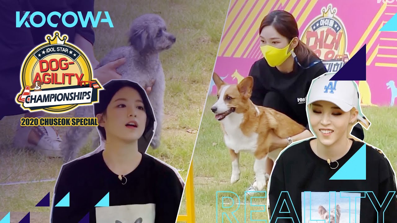 Which pup wins the final race? [2020 Idol Star Dog Agility Championships]