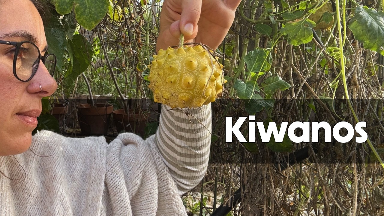 Conoces los kiwanos? 