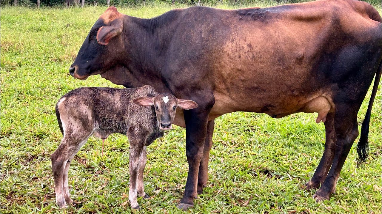 A Novilha Sara pariu… E surpreendeu no Leite! 🥛