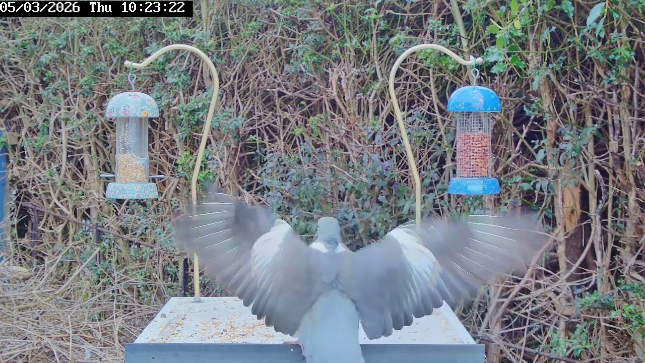 Back garden birds, 5th March 2026 - dunnock, jackdaw, hedge sparrow, blue tit, wood pigeon