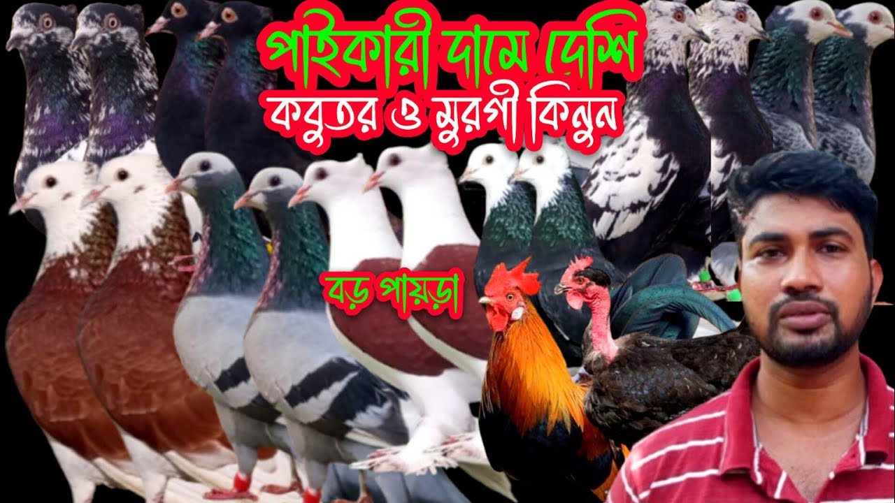 পাইকারি দামে কালারফুল দেশি কবুতর ও বাচ্চাসহ দেশি মুরগী কিনুন #কবুতর