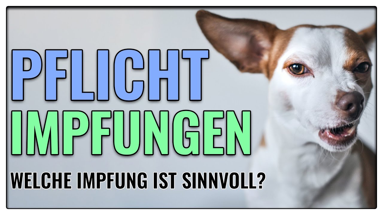 5 Impfungen, die jeder Hund haben sollte! - TGH 381