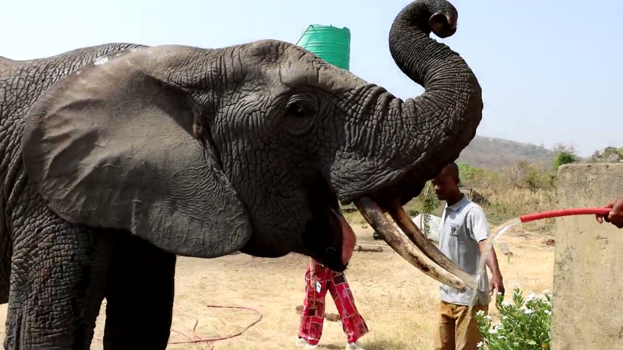 LES ELEPHANTS DE DJAMDE KARA TOGO