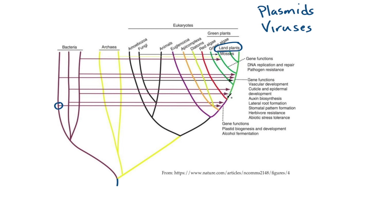 Lateral Gene Transfer (geobiology)