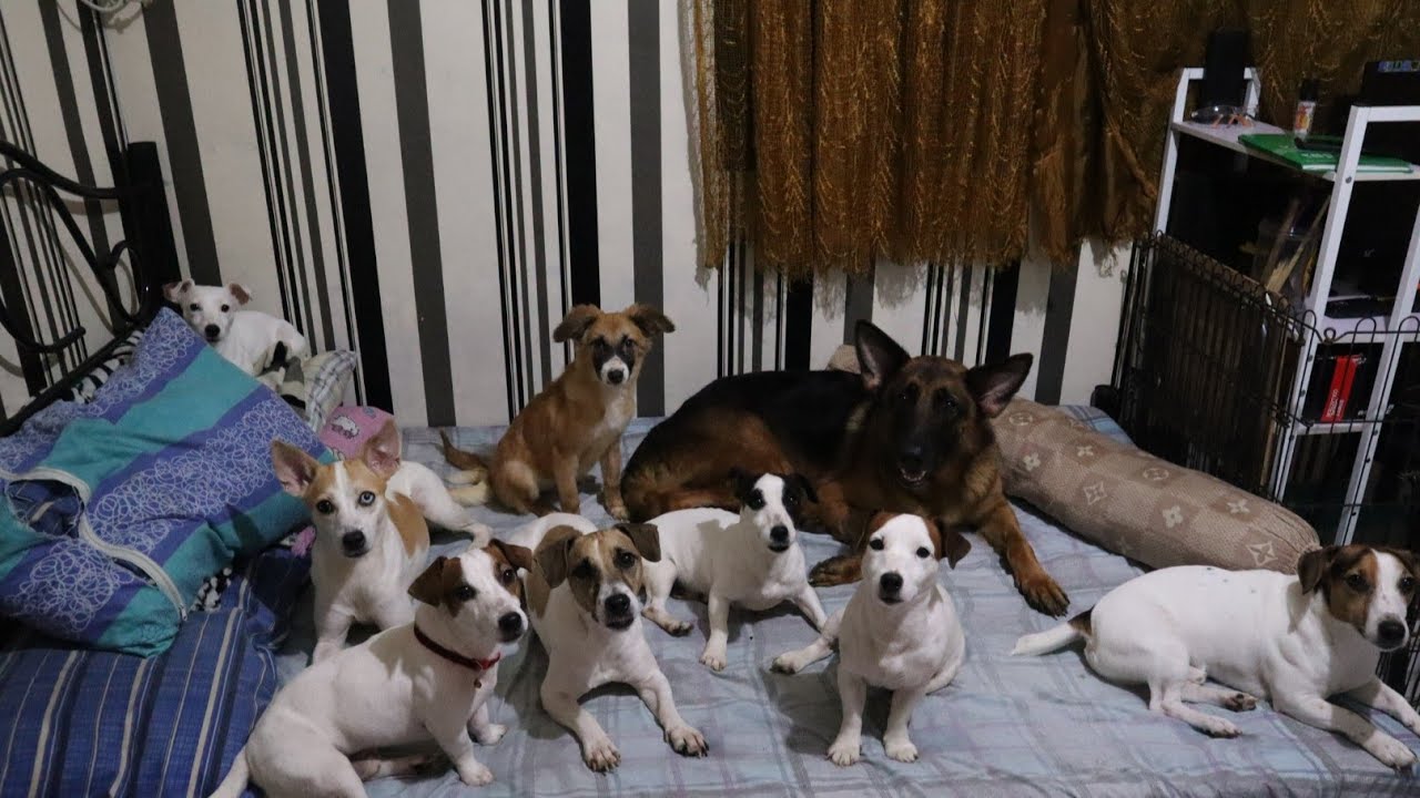 SPENDING A DAY WITH MY DOGS