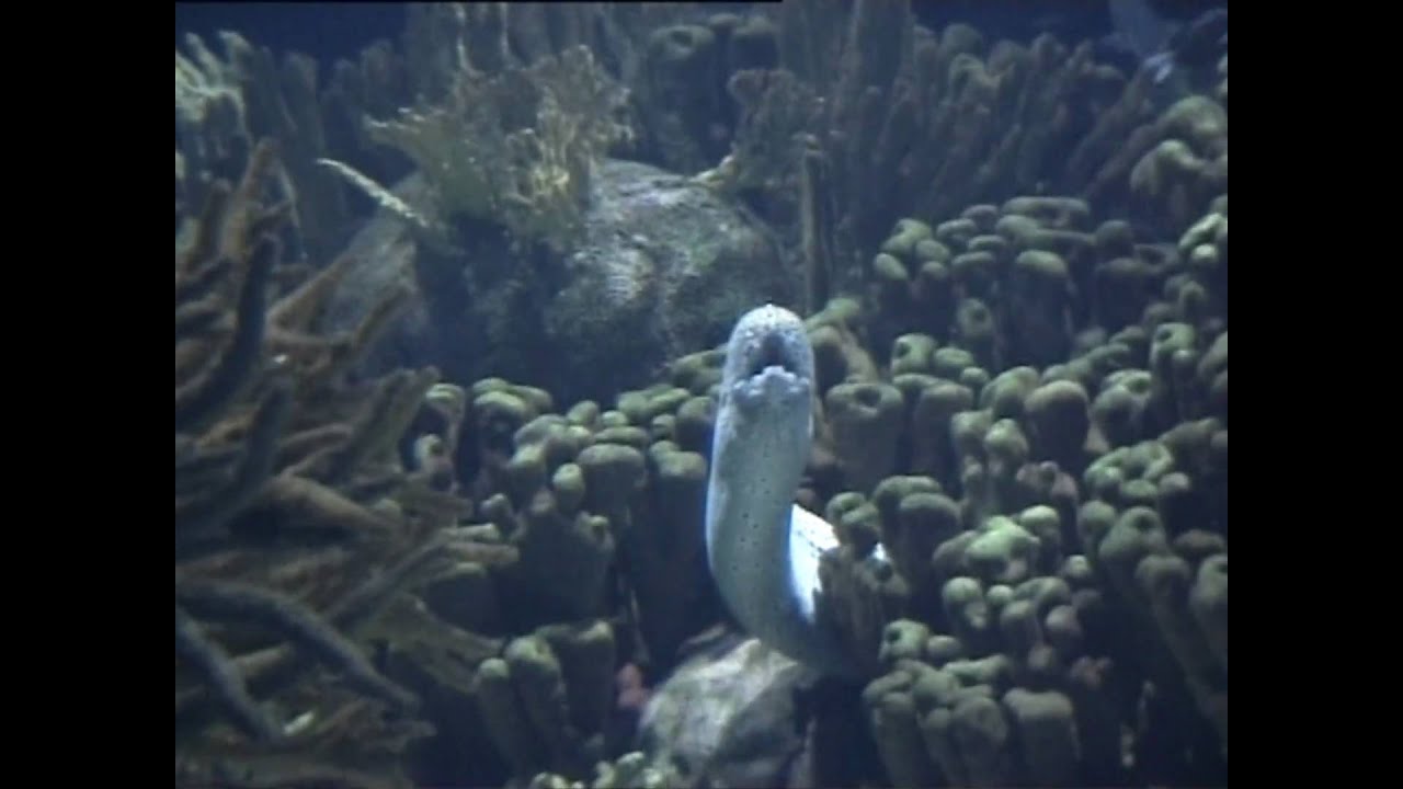Oceanografico di Valencia