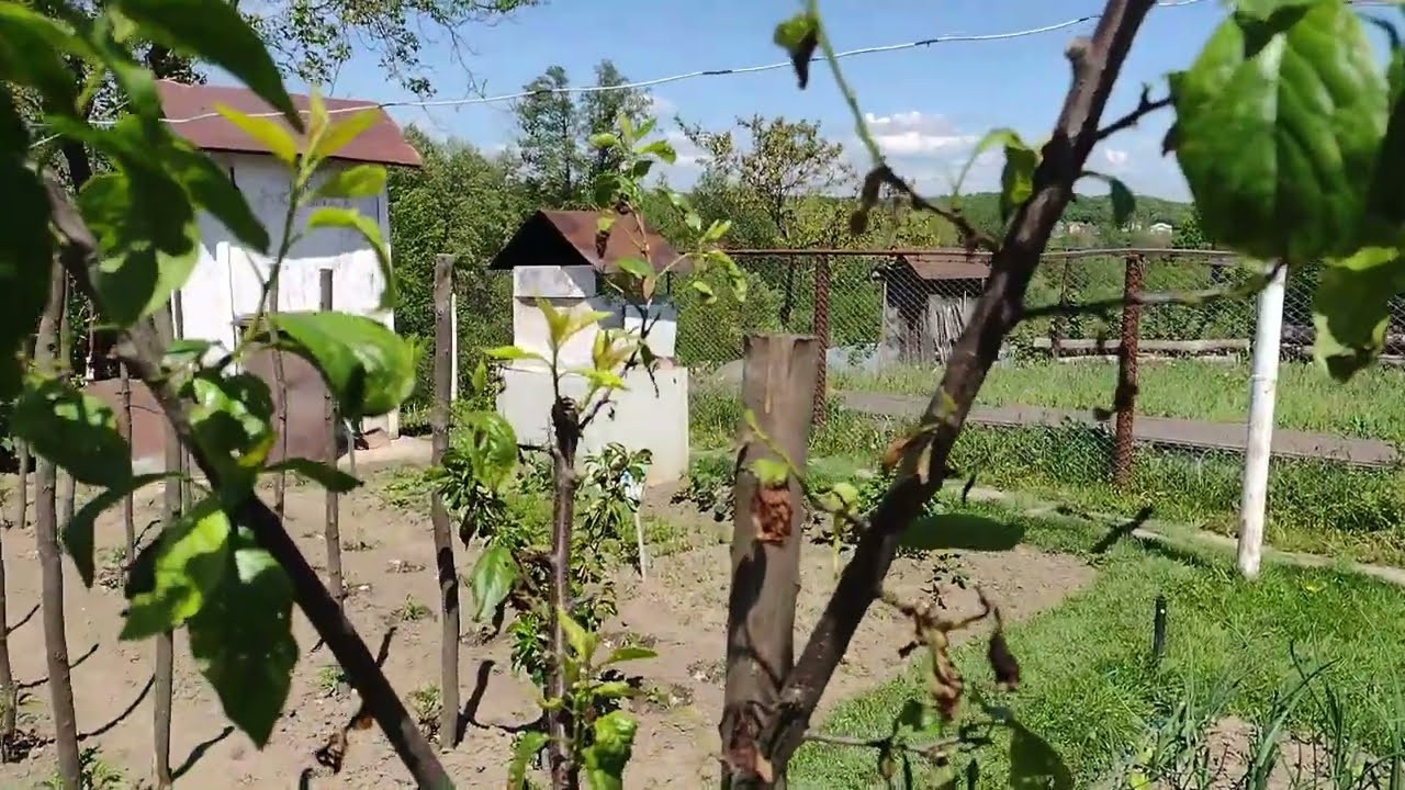 Monilioza - exemplu de afectare la: piesic, prun, cais.