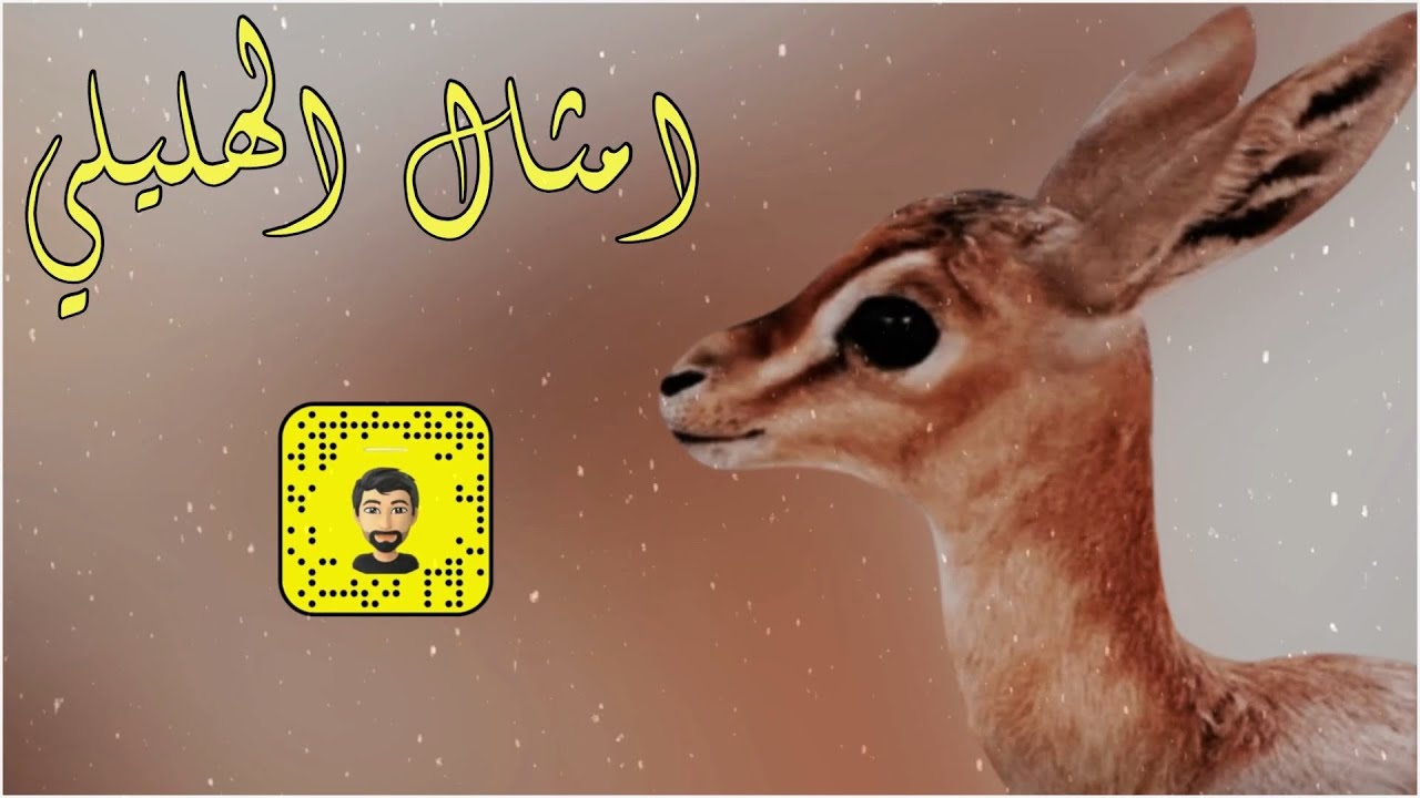 شيلة : امثال الهليلي - سعد محسن ( حصرياً ) 2026
