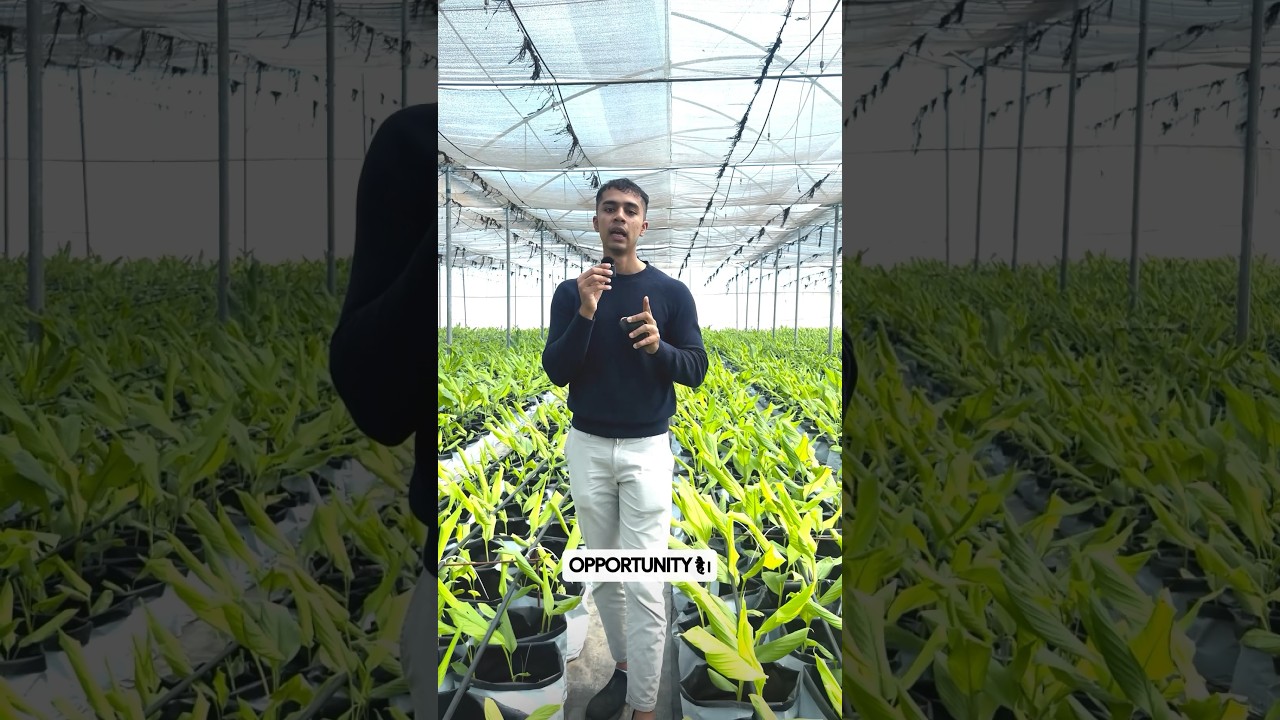 Turmeric Farming Profits 30-40 lakhs? | Agritalk by Abhinav Roy | #shorts