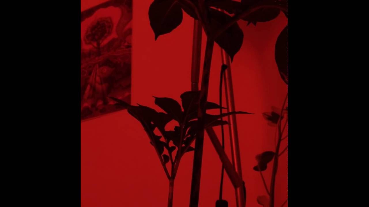 17 days timelapse of Amorphophallus grow
