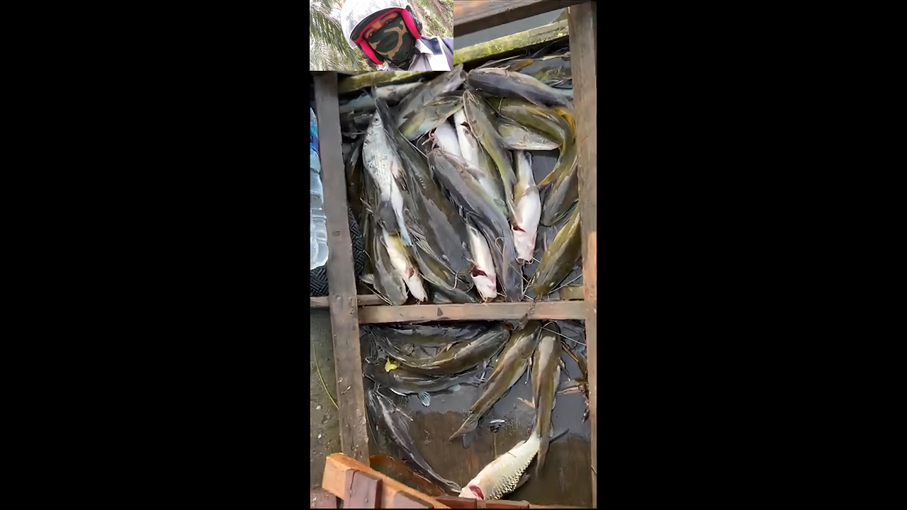 TAK DISANGKA SPOT GEROMBOLAN IKAN ADA DISINI