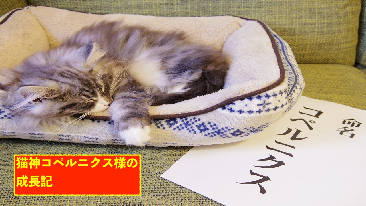 猫神コペルニクス様の成長記 (1)
