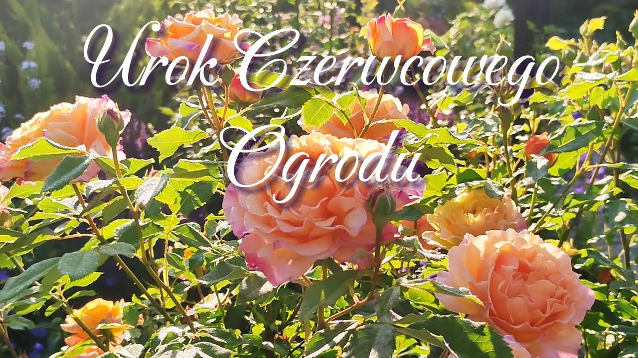 Piękne kwiaty w moim ogrodzie. Trochę róż, powojniki i inne. Czerwiec 2023