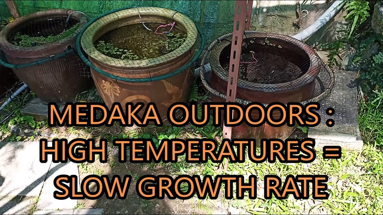 medaka rice fish outdoors - high temperatures = low growth rate